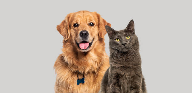 Golden Retriever e gato felizes — Cat Dog & Cia