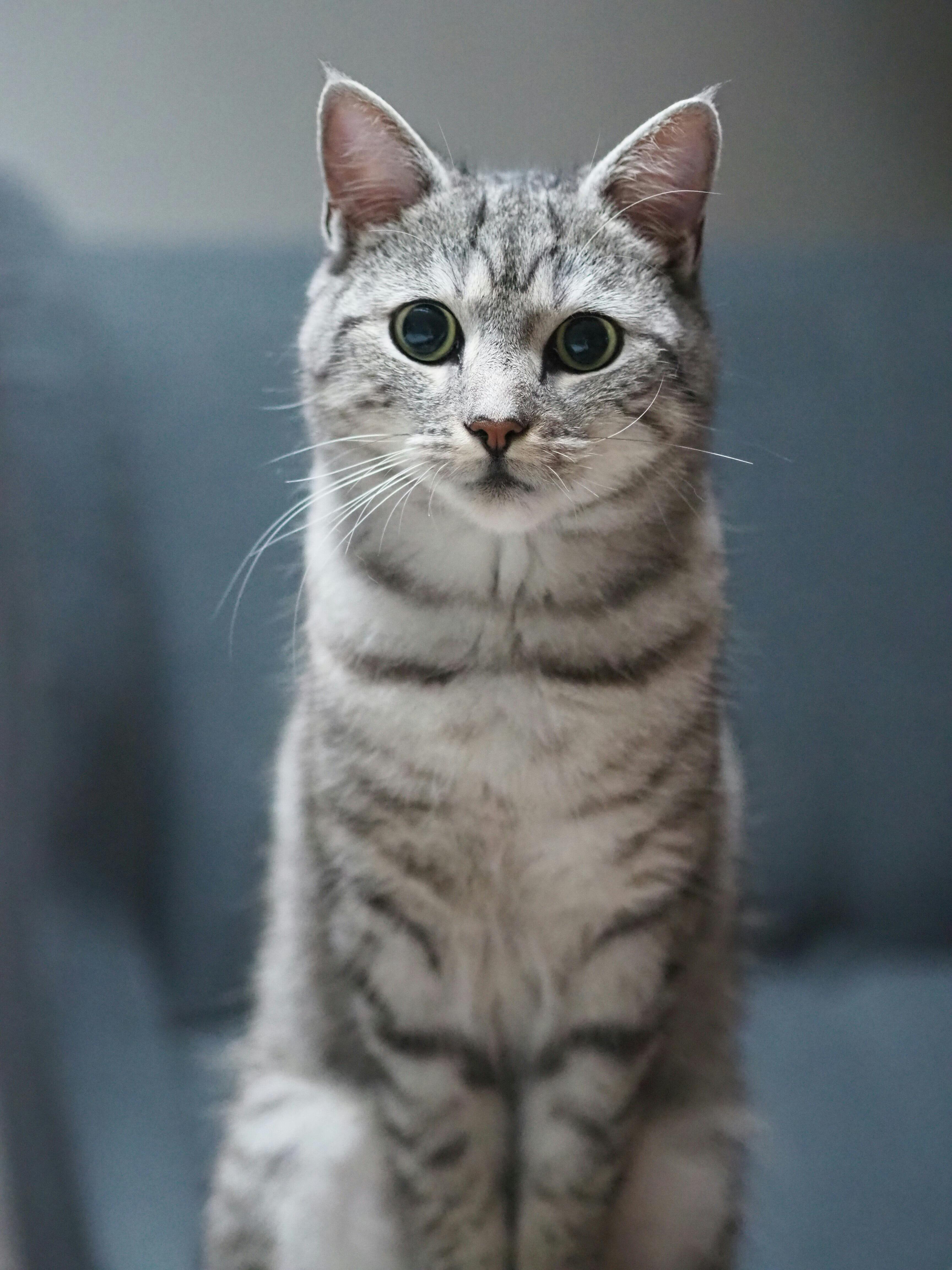 Mia — Shorthair Prata