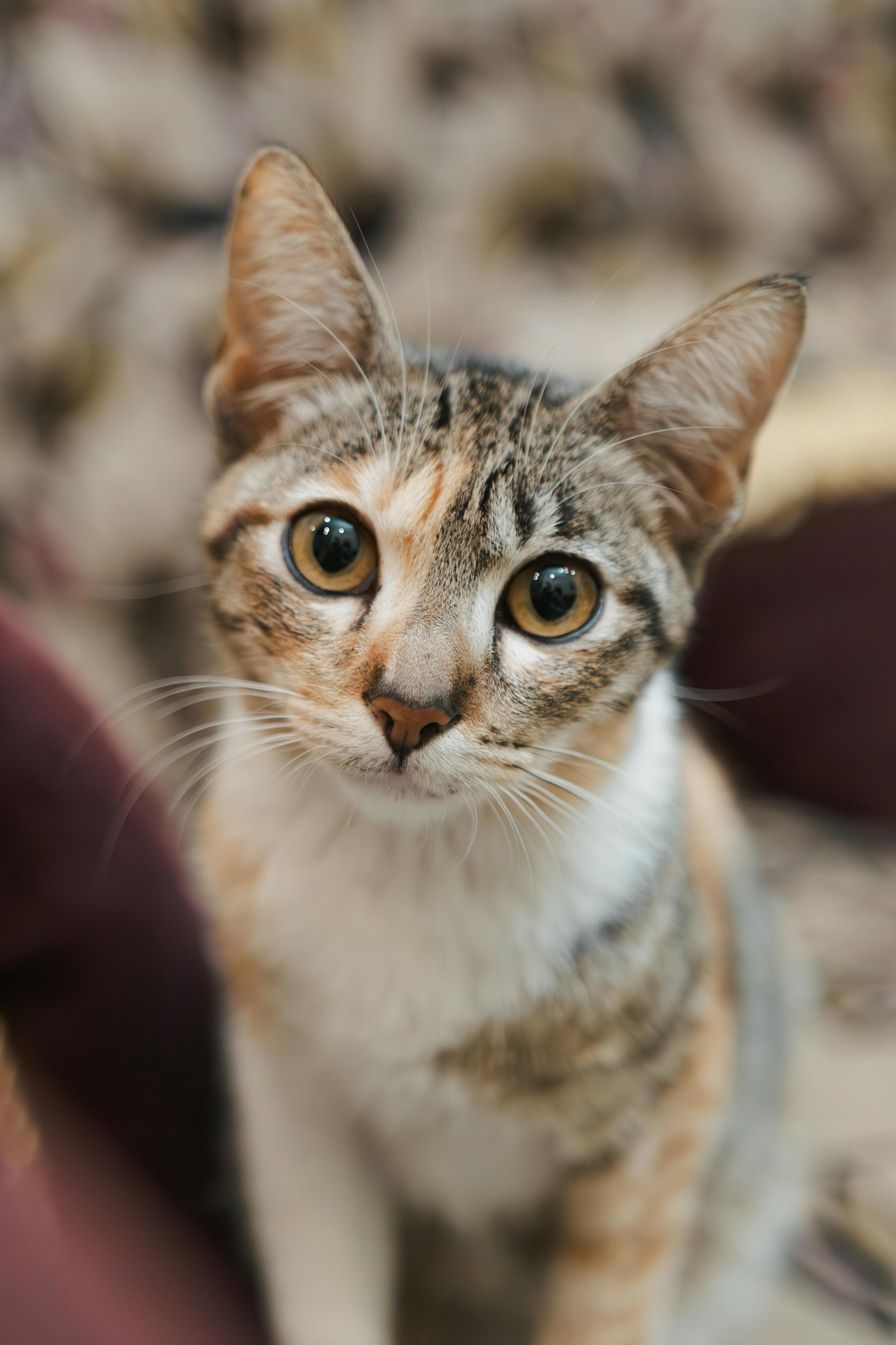 Luna — Gatinha Caramelo